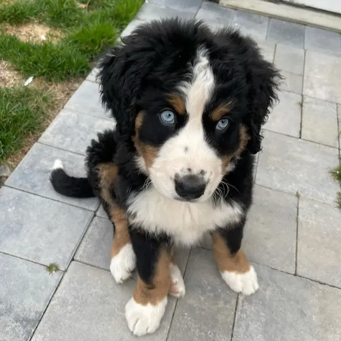 Bernese Mountain Dog For sale Australia, Bernese Mountain Dog for sale VIC, Bernese Mountain dog for sale Brisbane, Buy bernese mountain dog, where to buy bernese mountain dog