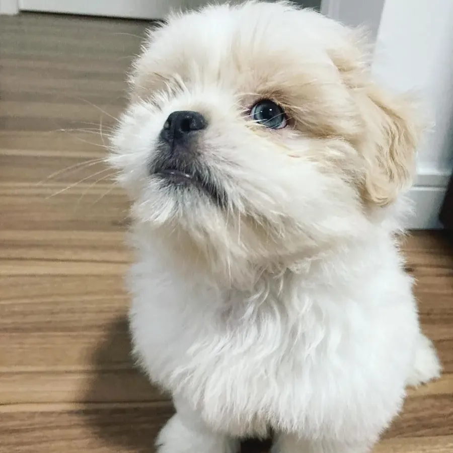 Lhasa Apso for sale,Lhasa Apso price,Buy Lhasa Apsopuppy,Where to buy Lhasa Apsopuppy,Lhasa Apso puppies for sale,Lhasa Apso puppies for adoption