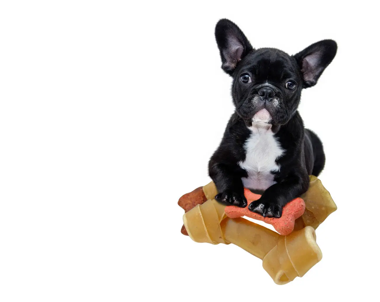 French Bulldog Puppies For Sale,French Bulldog Puppies For Sale Near Me,French Bulldog For sale,French Bulldog Breeders,French Bulldog Breeders Near Me,French Bulldog Price,Buy French Bulldog,Bulldog For Sale,French Bulldog for sale,French Bulldog For Sale Near Me,French Bulldog for Adoption