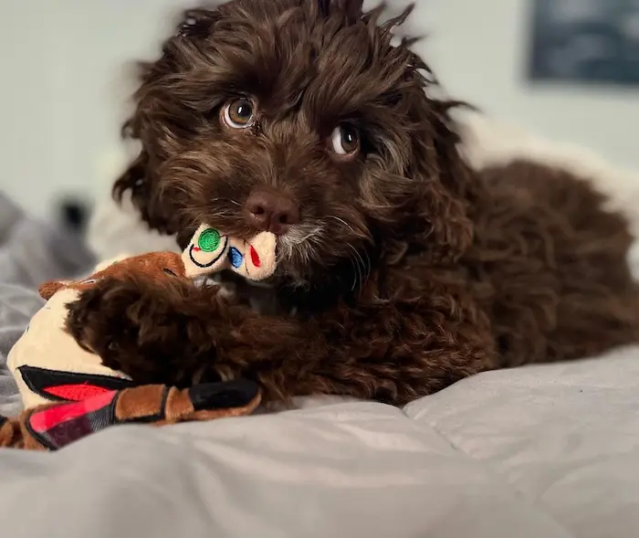 Reputable Cavapoo breeders,Cavapoo Puppies For Sale,Cavapoo Puppy For Sale,Cavapoo Puppies for Sale Near Me,Cavapoo Puppy Breeders,Cavapoo Puppy Breeders Near Me,Buy Cavapoo Puppies