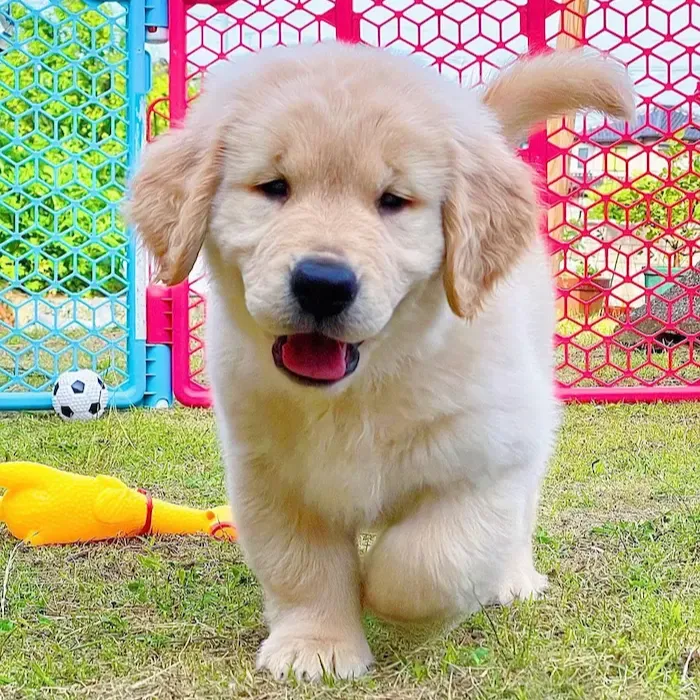 Female Golden Retriever For Sale