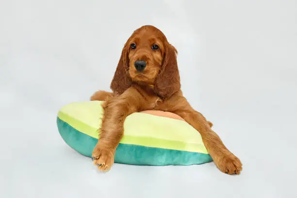 Irish Setter For Sale in australia, irish setter puppies melbourne, Irish Setter puppies for sale Victoria, Irish Setter puppies for sale NSW, Irish Setter puppies for sale QLD