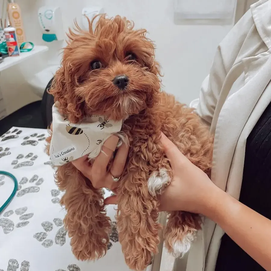 cavoodles for sale victoria,Cavapoo Puppies For Sale in australia,cavoodle puppies for sale $1500,cavoodle puppies for sale victoria,best cavoodle breeders victoria,cavoodle puppies for sale geelong,best cavoodle breeders melbourne