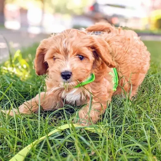 cavoodles for sale victoria,Cavapoo Puppies For Sale in australia,cavoodle puppies for sale $1500,cavoodle puppies for sale victoria,best cavoodle breeders victoria,cavoodle puppies for sale geelong,best cavoodle breeders melbourne