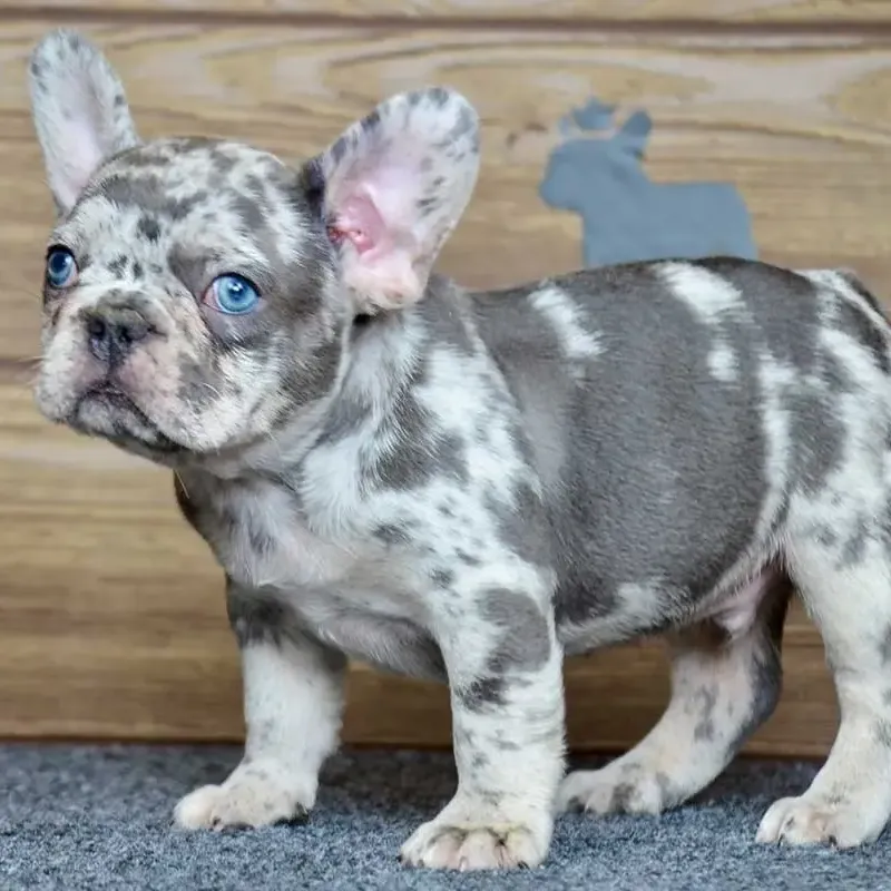 Male French Bulldog Puppy For Sale