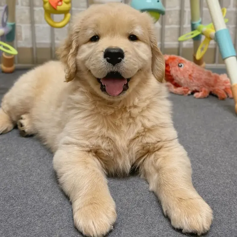 Where to Buy Golden Retriever, Golden Retriever  Breeders,Golden Retriever  breeders near me,Golden Retriever  puppy for sale near me,Golden Retriever  cost,Adopt Golden Retriever  puppy,Golden Retriever  puppy kennel