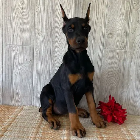 Doberman Pinscher For Sale in Australia,Doberman puppies for sale Melbourne, Doberman puppies for sale Sydney, Doberman puppies for sale Victoria, Black doberman pinscher for sale in australia, Doberman pinscher for sale in australia price, Doberman puppies for sale NSW