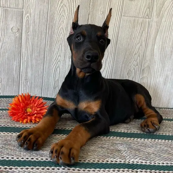 Doberman Pinscher For Sale in Australia,Doberman puppies for sale Melbourne, Doberman puppies for sale Sydney, Doberman puppies for sale Victoria, Black doberman pinscher for sale in australia, Doberman pinscher for sale in australia price, Doberman puppies for sale NSW