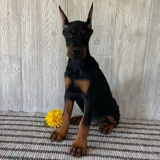 Doberman Pinscher For Sale in Australia,Doberman puppies for sale Melbourne, Doberman puppies for sale Sydney, Doberman puppies for sale Victoria, Black doberman pinscher for sale in australia, Doberman pinscher for sale in australia price, Doberman puppies for sale NSW