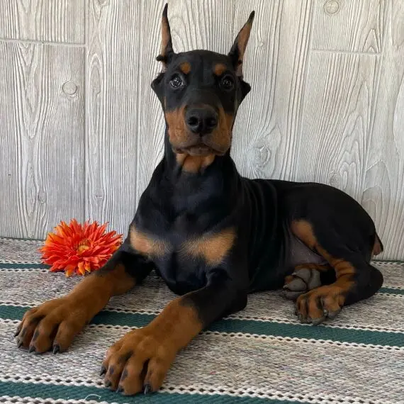 Doberman Pinscher For Sale in Australia,Doberman puppies for sale Melbourne, Doberman puppies for sale Sydney, Doberman puppies for sale Victoria, Black doberman pinscher for sale in australia, Doberman pinscher for sale in australia price, Doberman puppies for sale NSW