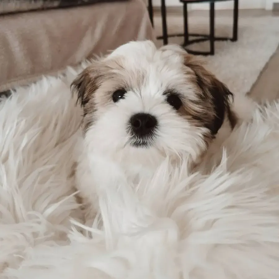 Lhasa Apso For Sale,Lhasa Apso Price,Buy Lhasa Apso,Lhasa Apso Puppies For Sale,Lhasa Apso for Adoption,Lhasa Apso Breeders,Lhasa Apso Breeders Near Me,Lhasa Apso Puppies For Sale Near Me,Lhasa Apso Puppy Sale