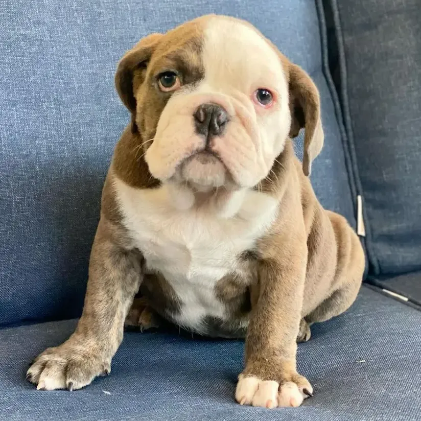 English Bulldogs Puppies For Sale, English Bulldog Puppies For Sale Near Me, English Bulldog For sale, English Bulldog Breeders, English Bulldog Breeders Near Me