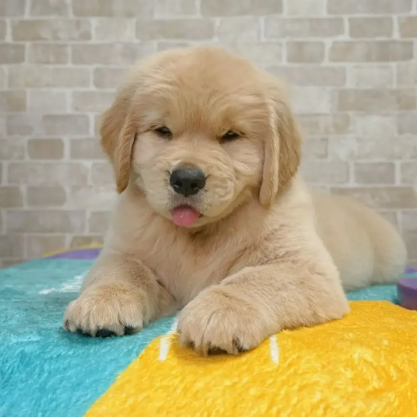 Where to Buy Golden Retriever, Golden Retriever  Breeders,Golden Retriever  breeders near me,Golden Retriever  puppy for sale near me,Golden Retriever  cost,Adopt Golden Retriever  puppy,Golden Retriever  puppy kennel