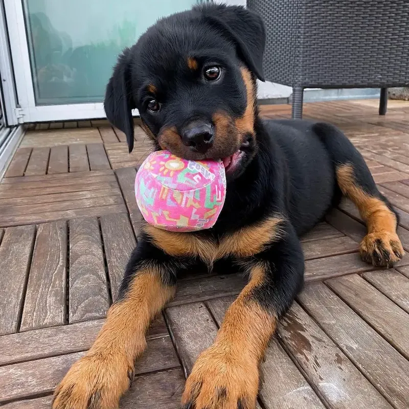 Rottweiler puppy For Sale, Buy Rottweiler , Rottweiler Breeders,Rottweiler puppy For Sale in Australia