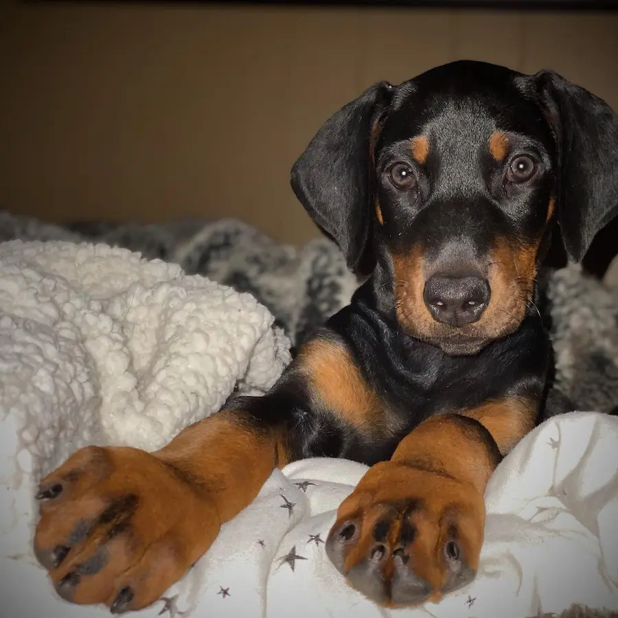 Doberman Pinscher For Sale in Australia,Doberman puppies for sale Melbourne, Doberman puppies for sale Sydney, Doberman puppies for sale Victoria, Black doberman pinscher for sale in australia, Doberman pinscher for sale in australia price, Doberman puppies for sale NSW