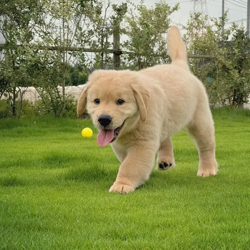 Where to Buy Golden Retriever, Golden Retriever Breeders,Golden Retriever breeders near me,Golden Retriever puppy for sale near me,Golden Retriever cost,Adopt Golden Retriever puppy,Golden Retriever puppy kennel