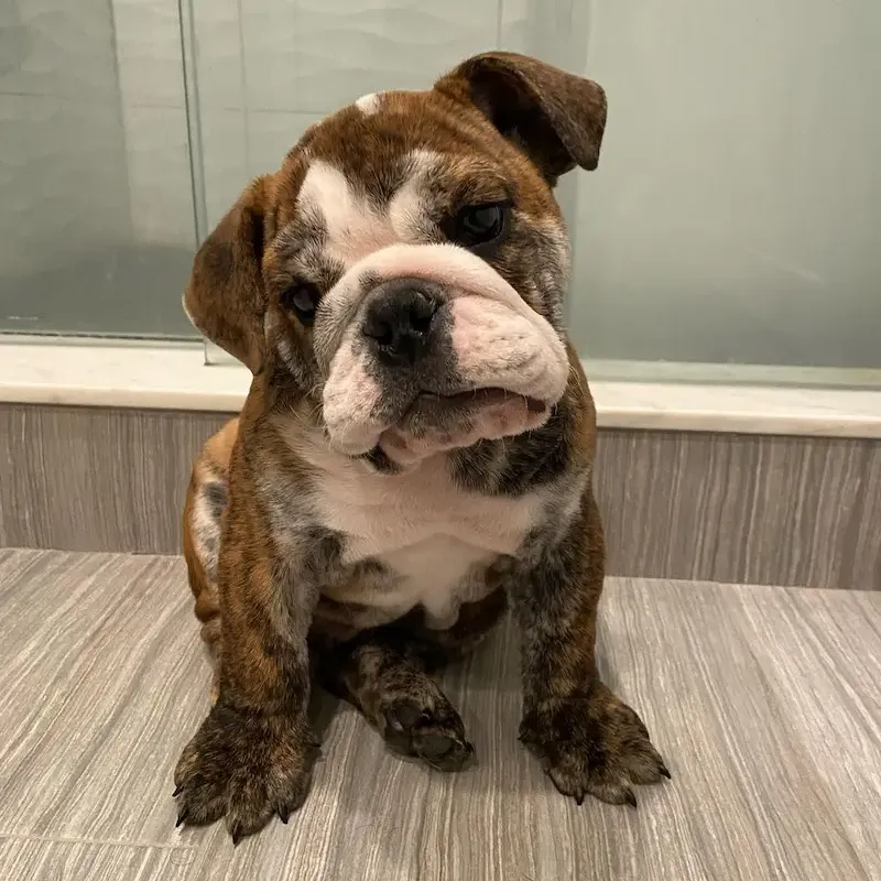 English Bulldogs Puppies For Sale, English Bulldog Puppies For Sale Near Me, English Bulldog For sale, English Bulldog Breeders, English Bulldog Breeders Near Me