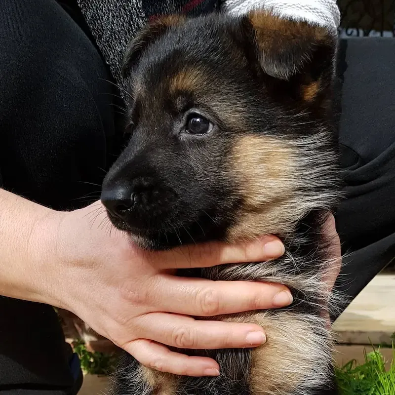 German Shepherd For Sale in Australia,german shepherd puppies for sale qld, german shepherd puppies for sale brisbane, German Shepherd puppies for sale gold Coast.German Shepherd Breeders, German shepherd breeder melbourne, German shepherd breeder victoria, German shepherd breeders near me