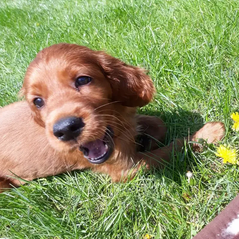 Irish Setter For Sale in australia, irish setter puppies melbourne, Irish Setter puppies for sale Victoria, Irish Setter puppies for sale NSW, Irish Setter puppies for sale QLD