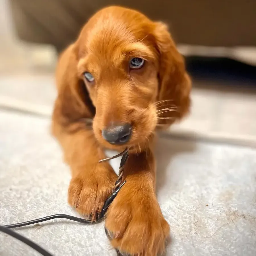 Irish Setter For Sale in australia, irish setter puppies melbourne, Irish Setter puppies for sale Victoria, Irish Setter puppies for sale NSW, Irish Setter puppies for sale QLD