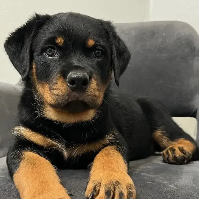 Rottweiler puppy For Sale, Buy Rottweiler , Rottweiler Breeders,Rottweiler puppy For Sale in Australia