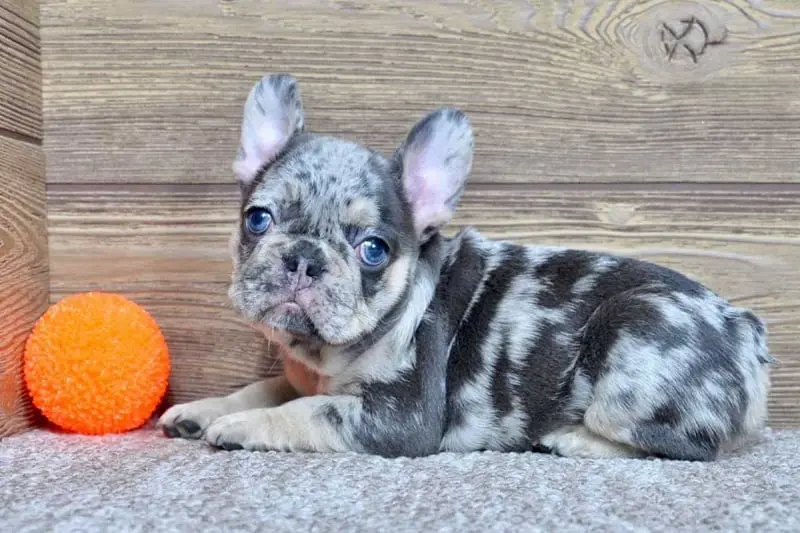 French Bulldog Puppies For Sale,French Bulldog Puppies For Sale Near Me,French Bulldog For sale,French Bulldog Breeders,French Bulldog Breeders Near Me,French Bulldog Price,Buy French Bulldog,Bulldog For Sale,French Bulldog for sale,French Bulldog For Sale Near Me,French Bulldog for Adoption