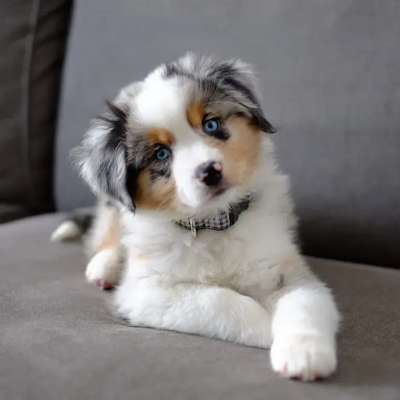 australian shepherd puppies for sale , australian shepherd puppies , australian shepherd breeders ,australian shepherd puppies for sale 