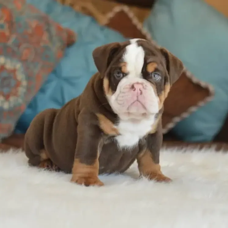 Male English Bulldog For Sale