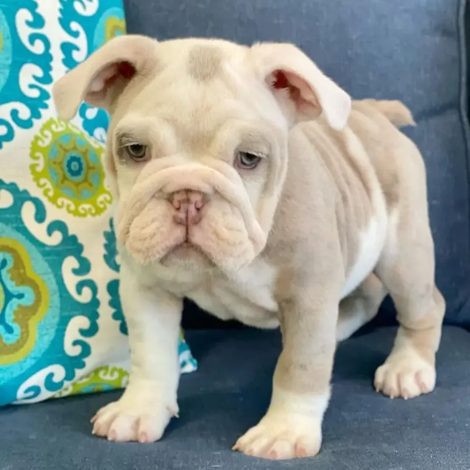 English Bulldogs Puppies For Sale, English Bulldog Puppies For Sale Near Me, English Bulldog For sale, English Bulldog Breeders, English Bulldog Breeders Near Me