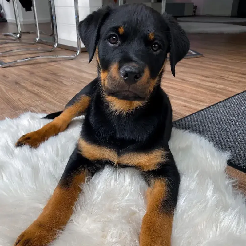 Male Rottweiler puppy For Sale