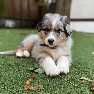 australian shepherd puppies for sale , australian shepherd puppies , australian shepherd breeders ,australian shepherd puppies for sale 