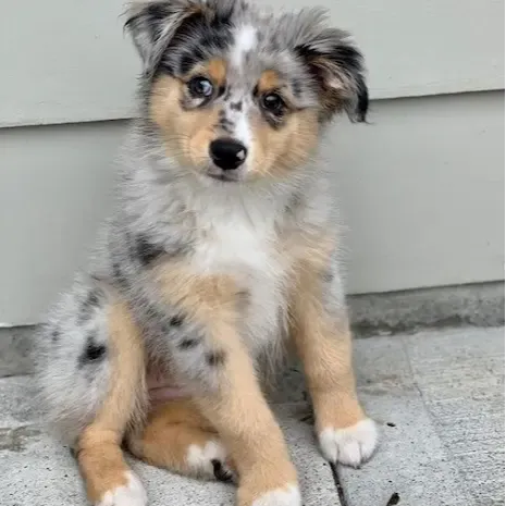 australian shepherd puppies for sale , australian shepherd puppies , australian shepherd breeders ,australian shepherd puppies for sale 