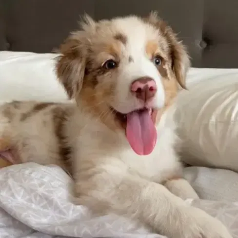 Female Australian Shepherd Puppy For Sale