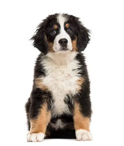 Bernese Mountain Dog For sale Australia, Bernese Mountain Dog for sale VIC, Bernese Mountain dog for sale Brisbane, Buy bernese mountain dog, where to buy bernese mountain dog