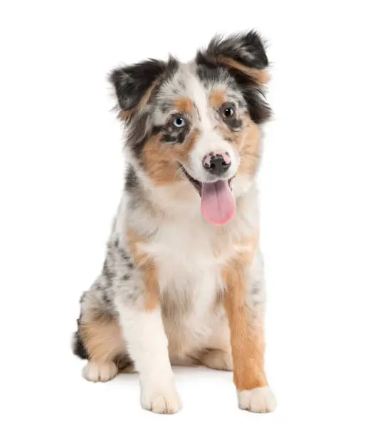 Australian Shepherd Puppies For Sale,Australian Shepherd Puppy For Sale,Australian Shepherd Breeders,Australian Shepherd Breeders Near Me