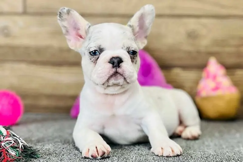 French Bulldog Puppies For Sale,French Bulldog Puppies For Sale Near Me,French Bulldog For sale,French Bulldog Breeders,French Bulldog Breeders Near Me,French Bulldog Price,Buy French Bulldog,Bulldog For Sale,French Bulldog for sale,French Bulldog For Sale Near Me,French Bulldog for Adoption