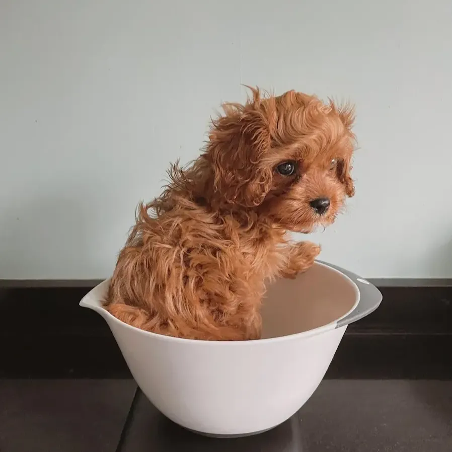 cavoodles for sale victoria,Cavapoo Puppies For Sale in australia,cavoodle puppies for sale $1500,cavoodle puppies for sale victoria,best cavoodle breeders victoria,cavoodle puppies for sale geelong,best cavoodle breeders melbourne