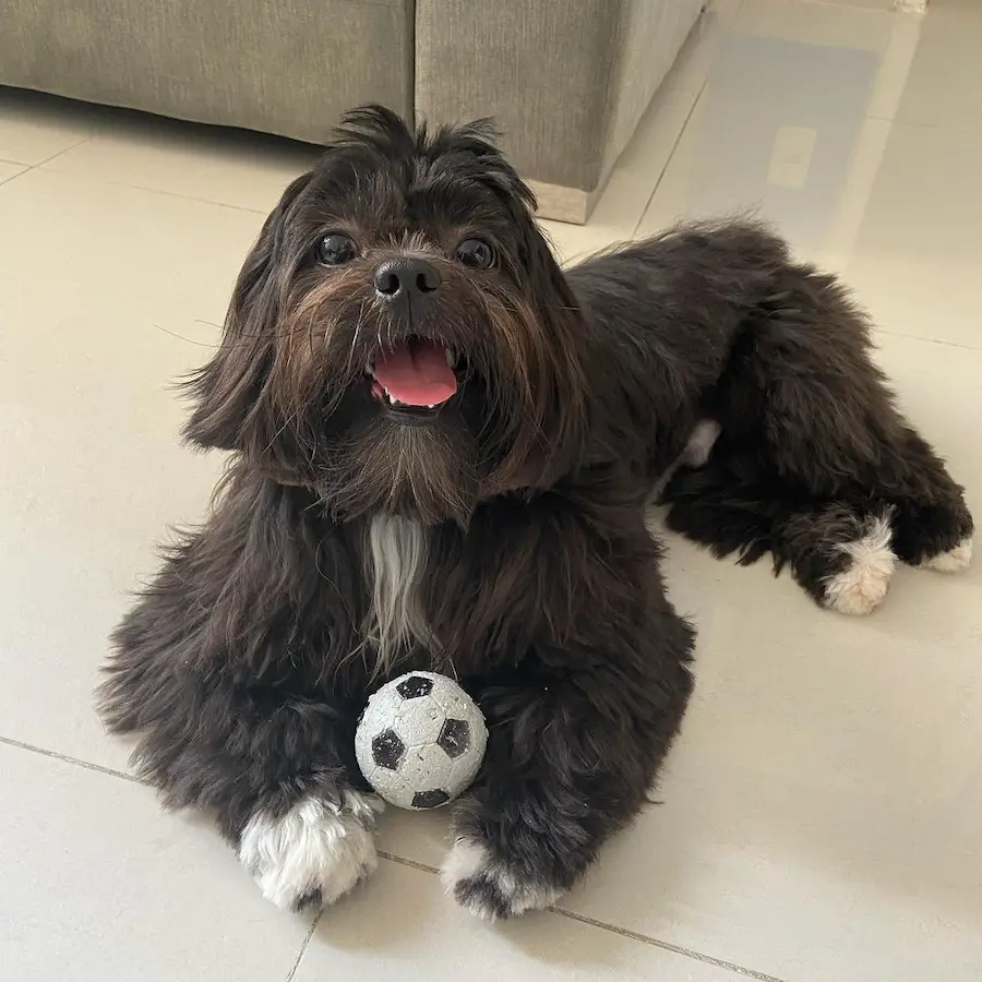 Lhasa Apso for sale,Lhasa Apso price,Buy Lhasa Apsopuppy,Where to buy Lhasa Apsopuppy,Lhasa Apso puppies for sale,Lhasa Apso puppies for adoption