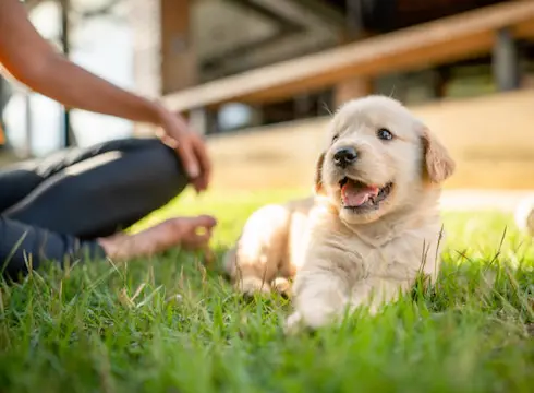 Cavapoo Puppies For Sale in Australia, Buy German Shepherd Puppies in Australia, Bernese Mountain Dog Puppy For Sale in Australia, French Bulldog For Sale in Australia ,Maltese Puppies For Sale in Australia, Golden Retriever For Sale in Australia, English Bulldog For Sale in Australia, Yorkie Puppy For Sale in Australia, Lhasa Apso For Sale in Australia, Australian Shepherd For Sale in Australia , Pomeranian Puppy For Sale in Australia and Doberman For Sale in Australia  Rottweiler puppy For Sale, Buy Rottweiler , Rottweiler Breeders