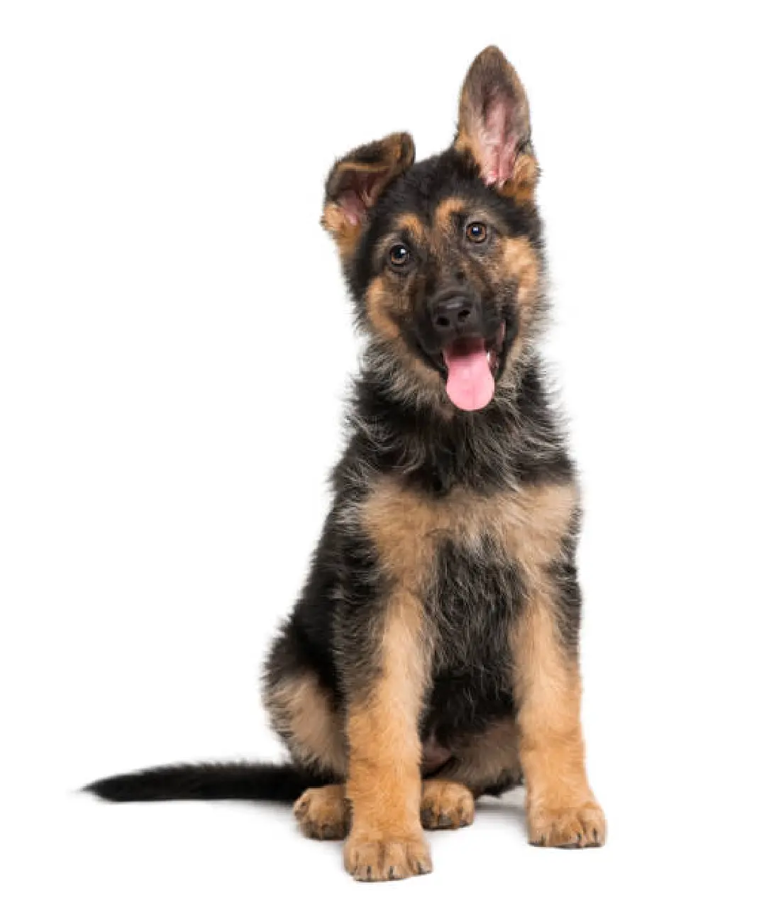 German Shepherd For Sale in Australia,german shepherd puppies for sale qld, german shepherd puppies for sale brisbane, German Shepherd puppies for sale gold Coast.German Shepherd Breeders, German shepherd breeder melbourne, German shepherd breeder victoria, German shepherd breeders near me