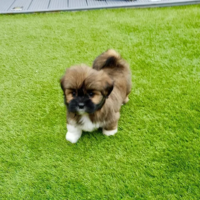 Lhasa Apso for sale,Lhasa Apso price,Buy Lhasa Apsopuppy,Where to buy Lhasa Apsopuppy,Lhasa Apso puppies for sale,Lhasa Apso puppies for adoption