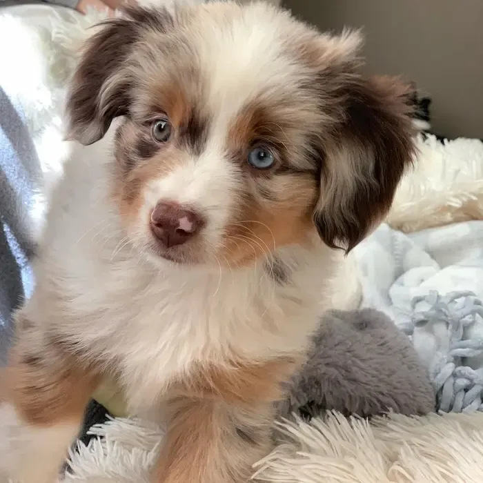 australian shepherd puppies for sale , australian shepherd puppies , australian shepherd breeders ,australian shepherd puppies for sale 