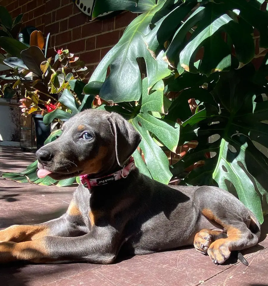 Doberman Pinscher For Sale in Australia,Doberman puppies for sale Melbourne, Doberman puppies for sale Sydney, Doberman puppies for sale Victoria, Black doberman pinscher for sale in australia, Doberman pinscher for sale in australia price, Doberman puppies for sale NSW