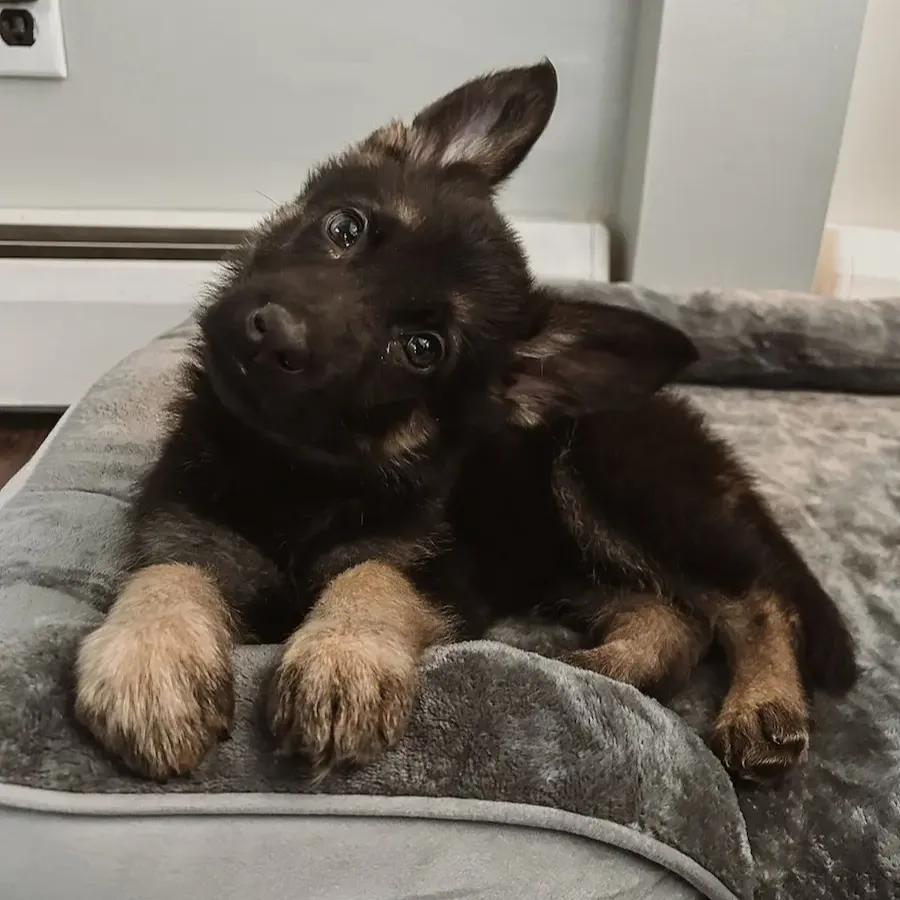 German Shepherd For Sale in Australia,german shepherd puppies for sale qld, german shepherd puppies for sale brisbane, German Shepherd puppies for sale gold Coast.German Shepherd Breeders, German shepherd breeder melbourne, German shepherd breeder victoria, German shepherd breeders near me