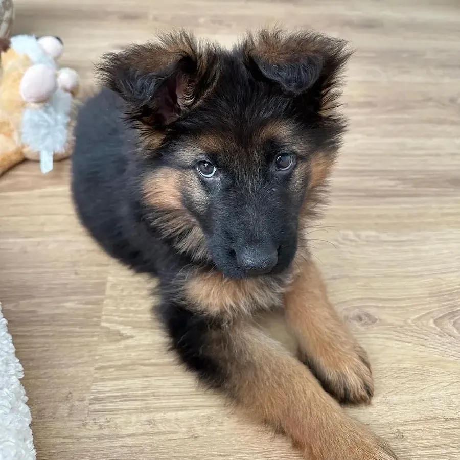 Male German Shepherd For Sale