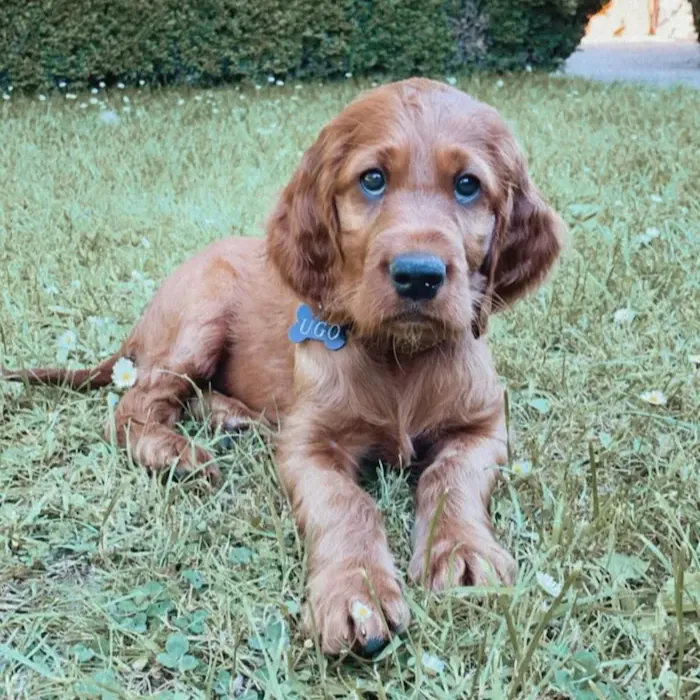 Irish Setter For Sale in australia, irish setter puppies melbourne, Irish Setter puppies for sale Victoria, Irish Setter puppies for sale NSW, Irish Setter puppies for sale QLD