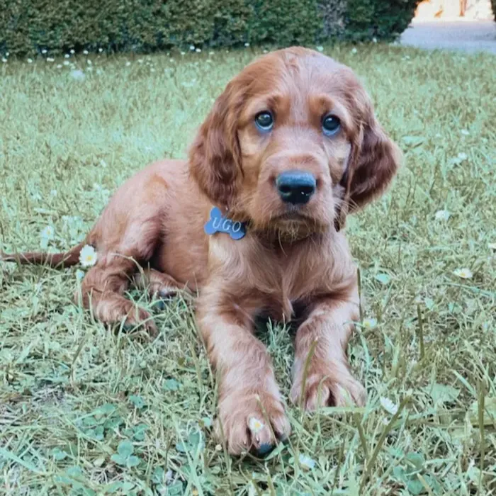 Male Irish Setter For Sale