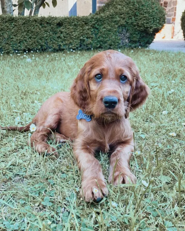 Irish Setter For Sale,Irish Setter Price,Buy Irish Setter,Irish Setter Puppies For Sale,Irish Setter For Adoption,Irish Setter Breeders,Irish Setter Breeders Near Me,Irish Setter Puppies For Sale Near Me,Irish Setter Puppy For Sale