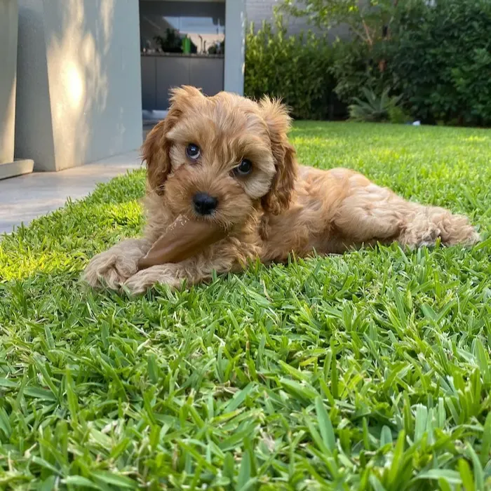 Female Cavapoo Puppy For Sale