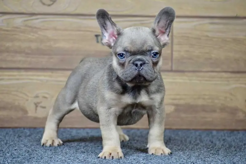 French Bulldog Puppies For Sale,French Bulldog Puppies For Sale Near Me,French Bulldog For sale,French Bulldog Breeders,French Bulldog Breeders Near Me,French Bulldog Price,Buy French Bulldog,Bulldog For Sale,French Bulldog for sale,French Bulldog For Sale Near Me,French Bulldog for Adoption